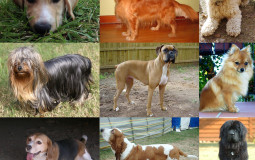 Breeds of Dogs